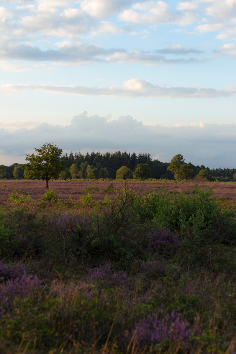 Illustration for article titled Heathlands in bloom